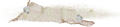 kagylo_48