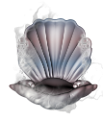 kagylo_55