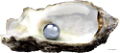 kagylo_64
