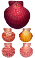kagylo_66