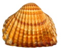 kagylo_73