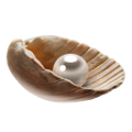 kagylo_74