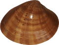 kagylo_9