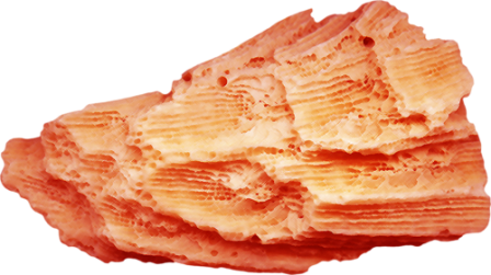korall_2.png