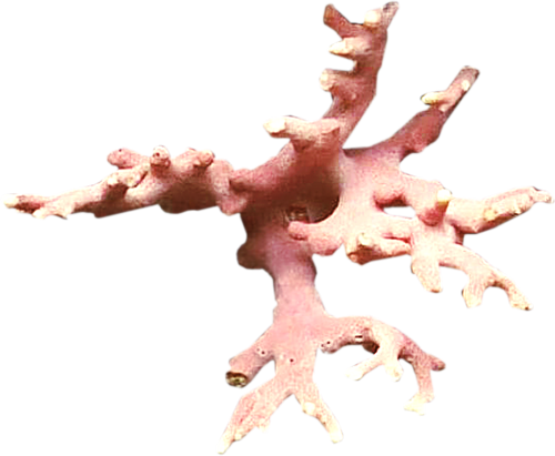 korall_20.png