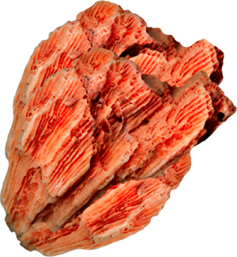 korall_5.png