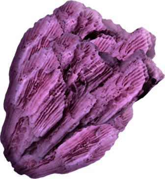 korall_6.png