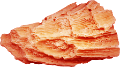 korall_2