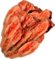 korall_5