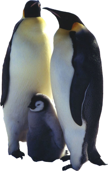 pingvin_13.png