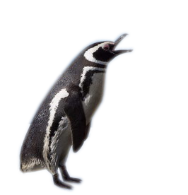 pingvin_14.png