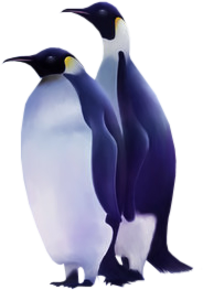 pingvin_15.png