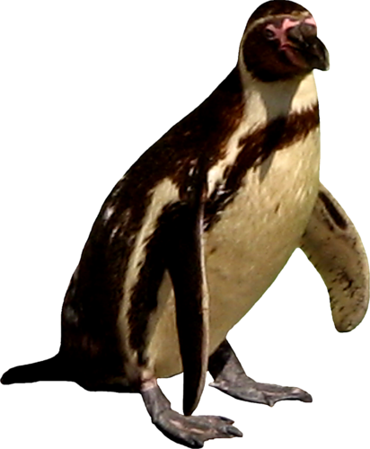 pingvin_16.png