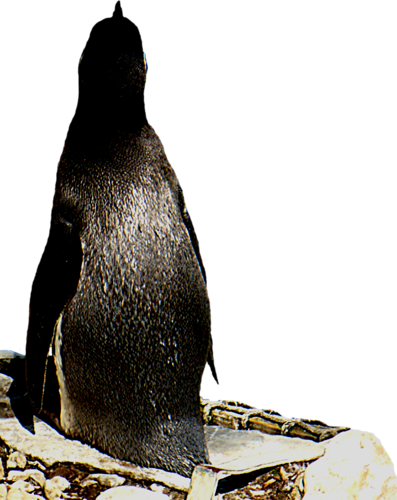 pingvin_17.png