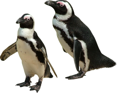 pingvin_19.png