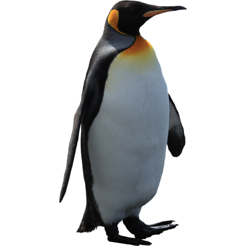 pingvin_2.png