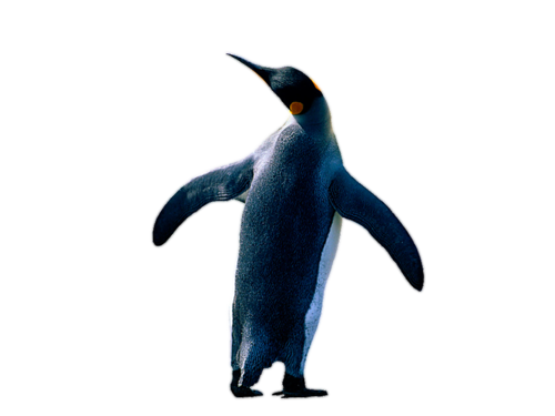 pingvin_24.png