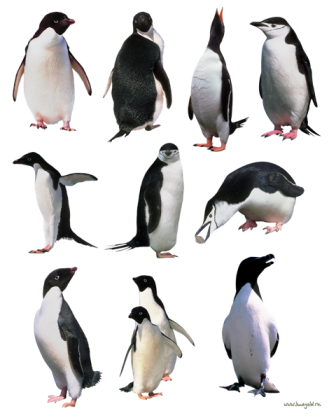 pingvin_3.png