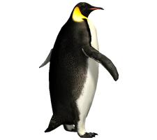 pingvin_4.png