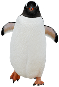 pingvin_6.png