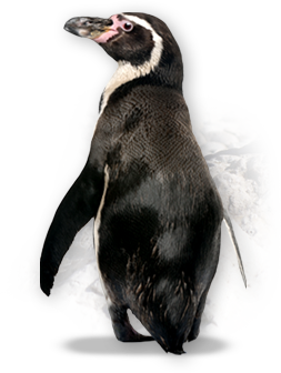 pingvin_8.png