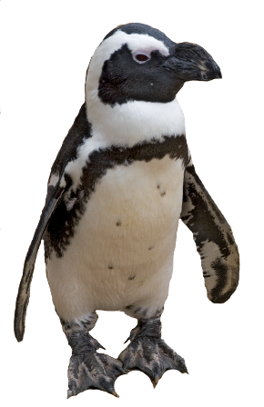 pingvin_9.png