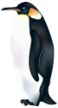 pingvin_11