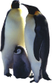 pingvin_13