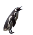 pingvin_14