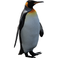 pingvin_2