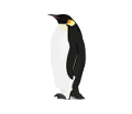 pingvin_5