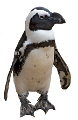 pingvin_9
