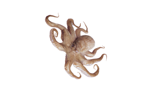 polip_14.png