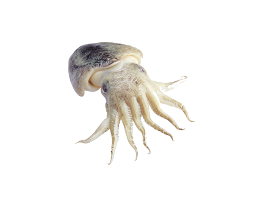 polip_15.png