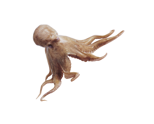 polip_16.png