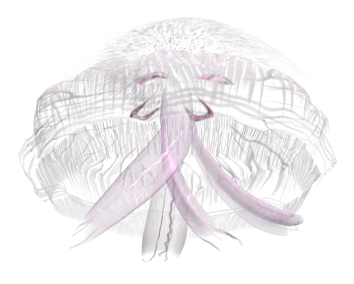 polip_20.png