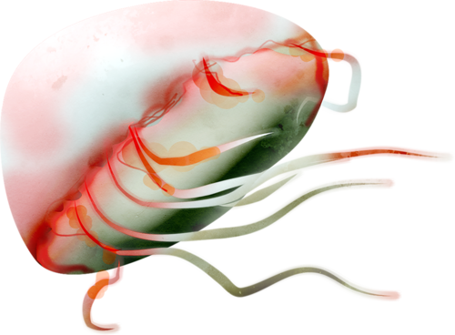polip_21.png