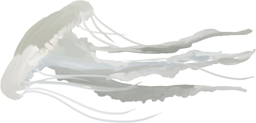 polip_22.png