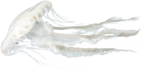 polip_23.png