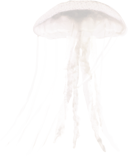 polip_24.png