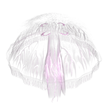 polip_27.png