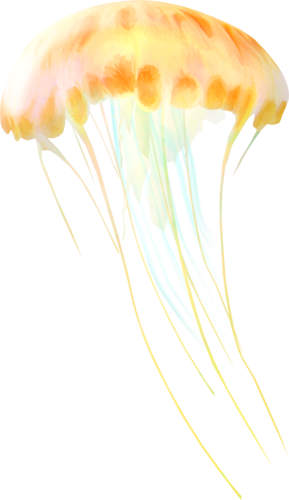 polip_31.png