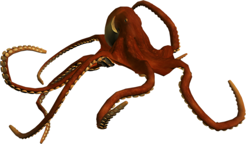 polip_34.png