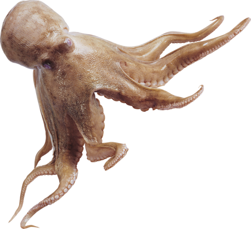 polip_36.png