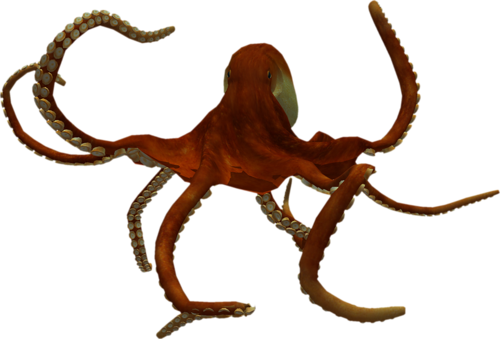 polip_37.png