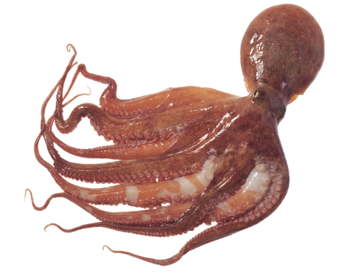 polip_38.png