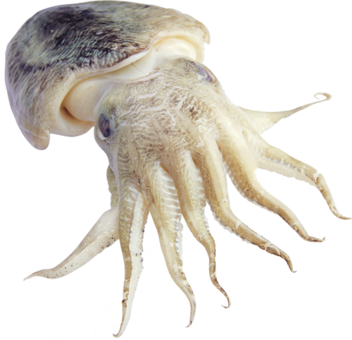 polip_39.png