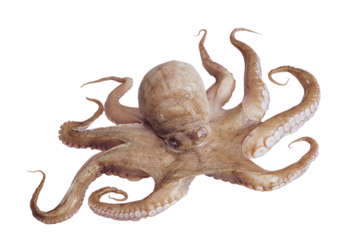 polip_40.png