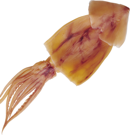 polip_41.png