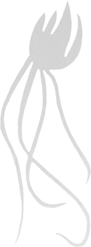 polip_42.png